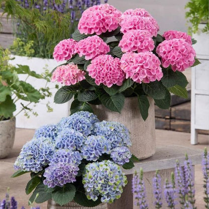 💥Chikalabs Outdoor Garden Decor Artificial Hydrangea Flowers💐