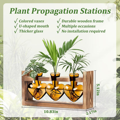 Chikalabs Brown Heart Plant Propagation Stations Glass Terrarium