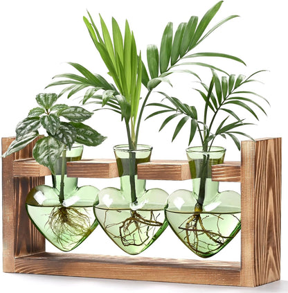 Chikalabs Green Heart Plant Propagation Stations Glass Terrarium