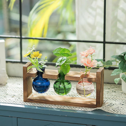 Chikalabs Round Bottle Plant Propagation Stations Glass Terrarium