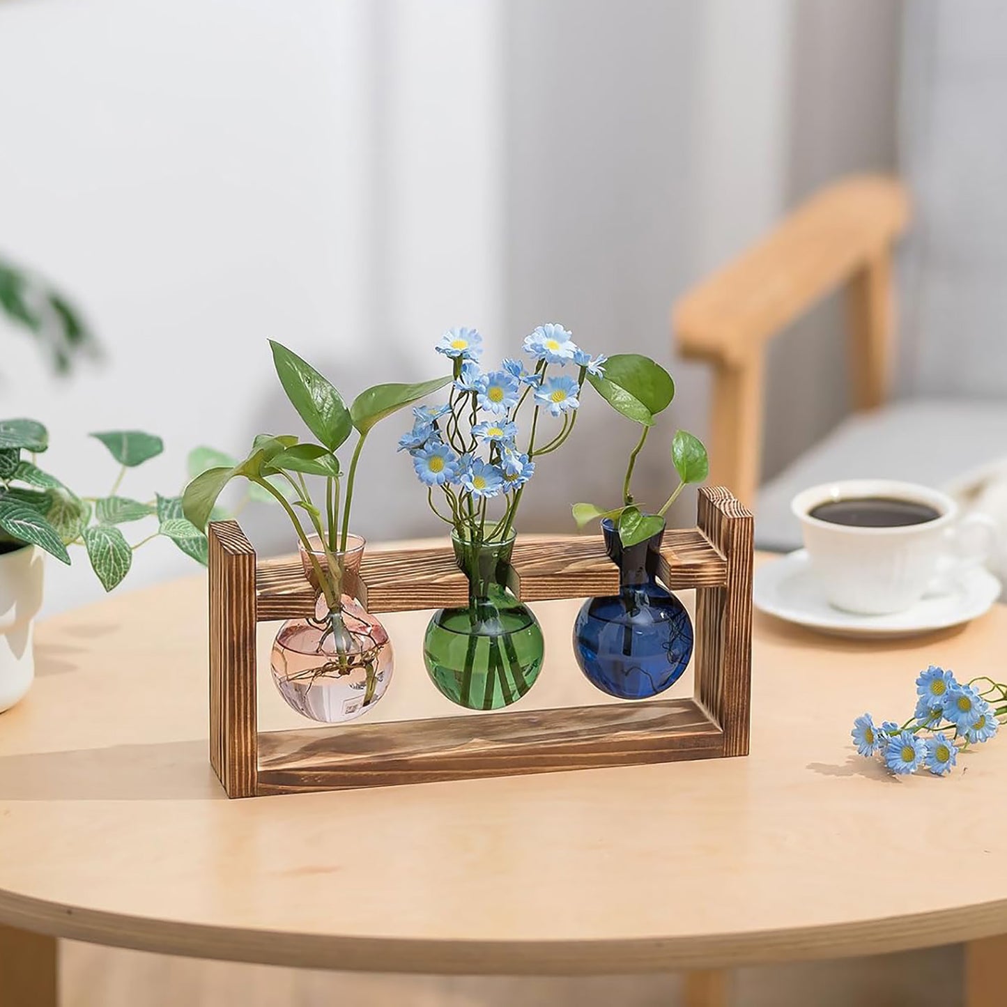 Chikalabs Round Bottle Plant Propagation Stations Glass Terrarium