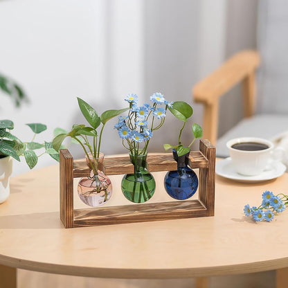 Chikalabs Round Bottle Plant Propagation Stations Glass Terrarium