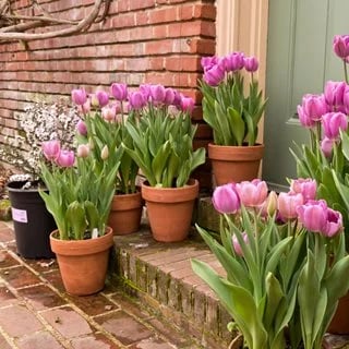 😍Chikalabs Garden Decor Artificial Tulips Flowers