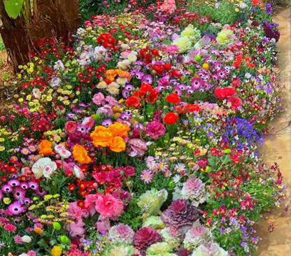 💝Mixed Wild Perennial Flowers Seeds-Over 60 Kinds Mixed