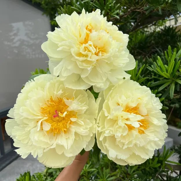 🔥🌺THE QUEEN OF FLOWERS—CHIKALABS DOUBLE PETALED PIANI