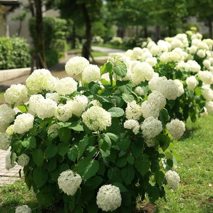 💥Chikalabs Outdoor Garden Decor Artificial Hydrangea Flowers💐